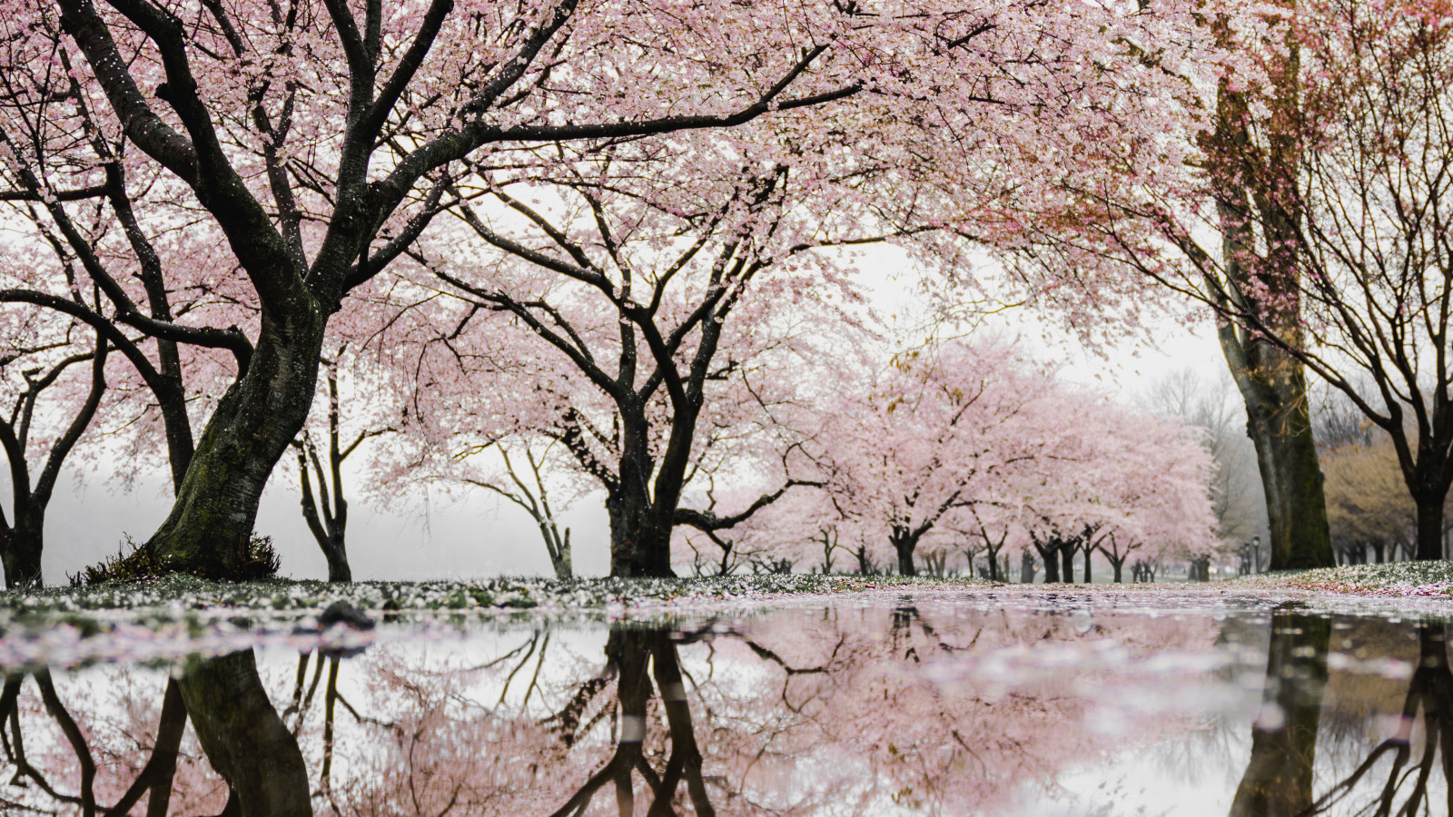 水, Natural landscape, 枝条, 世界, 树, 天空, 木, 河道, 湖, 生物群落, 树干, 银行, 大气现象, 木本植物, 落叶, 冷冻, 景观, fluvial landforms of streams, Tints and shades, 水路, 森林, 开花, 单色, 花, 冬季, 艺术, 林地, 单色摄影, 樱花, People in nature, 湿地, 沿岸森林, 反射, 霜, 对称, 植物茎, 池塘, 花瓣, 泛滥平原, riparian zone, 野生动物, 运河, 河, 河口, 水库