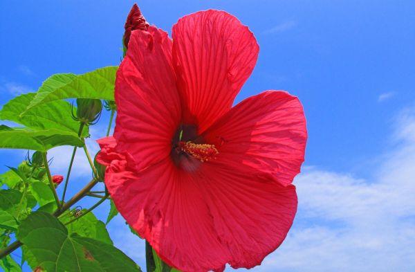 kembang sepatu,merah,terang,langit,awan-awan,Matahari