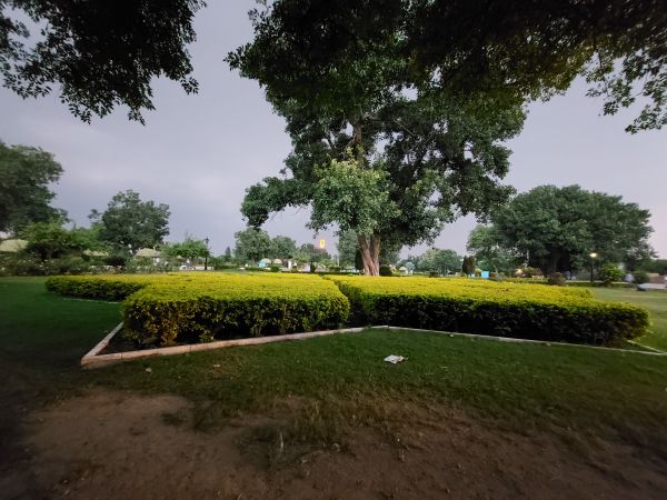 plantar,céu,árvore,Natural landscape,sombra,asfalto