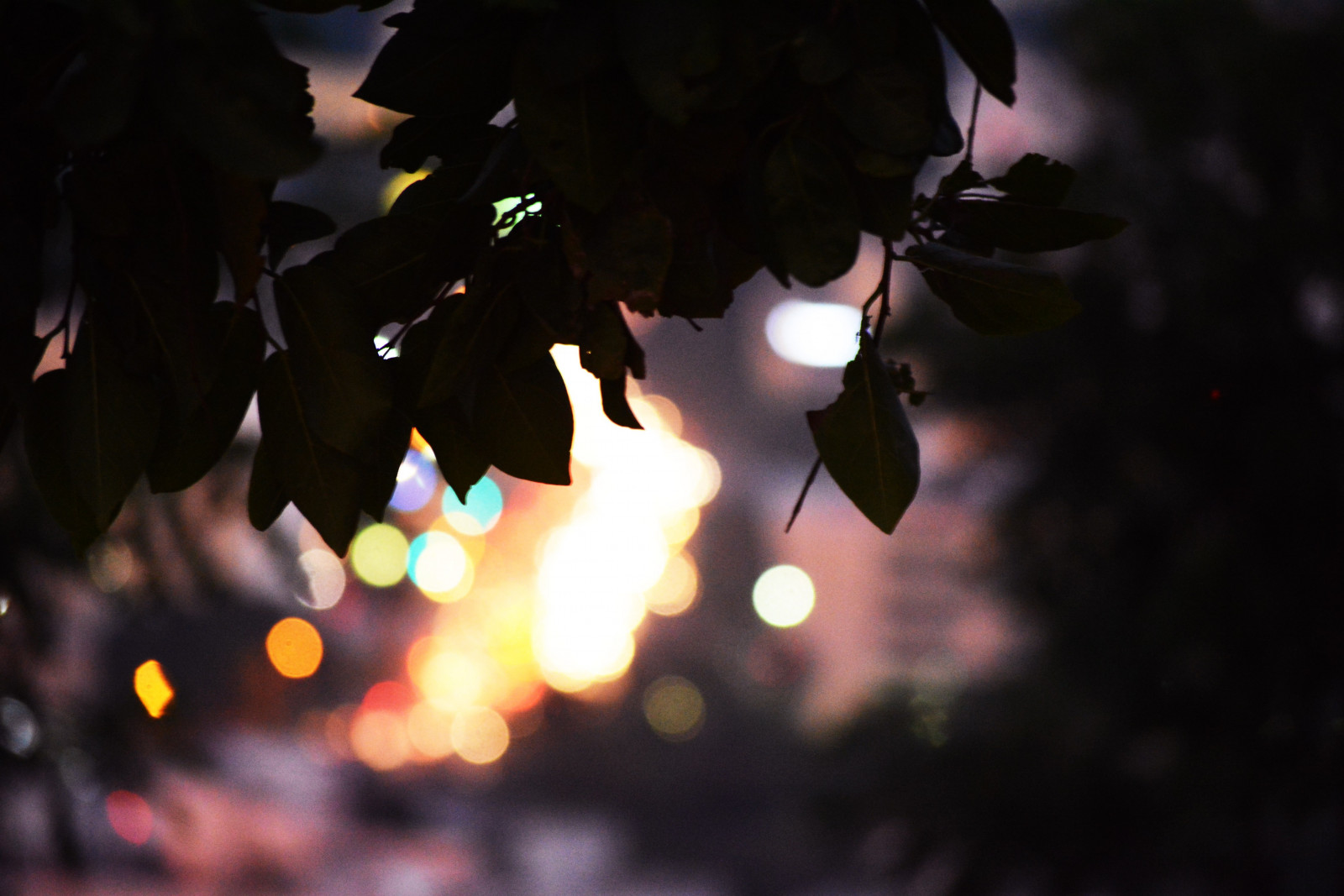 luz solar, sai, cidade, noite, silhueta, ramo, Bokeh, luz, cor, árvore, folha, flor, iluminação, Trevas