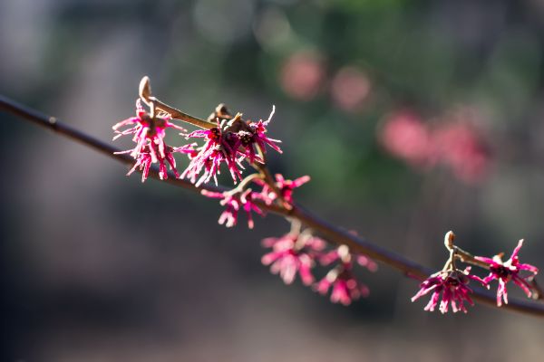 Natur, Ast, blühen, Fotografie, Schmetterling, Insekt