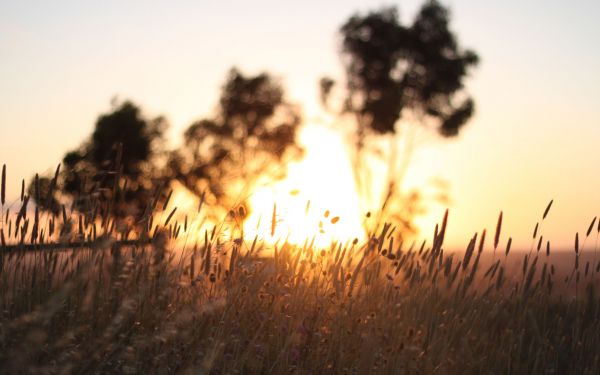 zonlicht,bomen,heldere lucht,gewassen