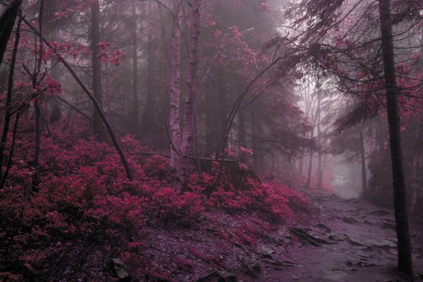 lilac,grass,wood,fog,trees,mysterious