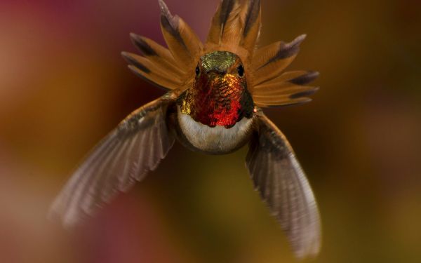 birds,nature,photography,insect,pollen,hummingbirds