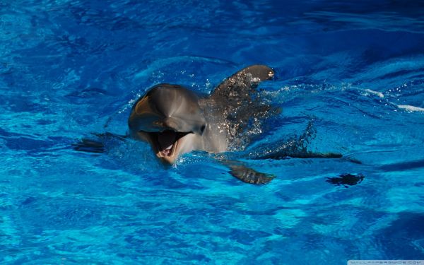 des sports,animaux,mer,sous-marin,la natation