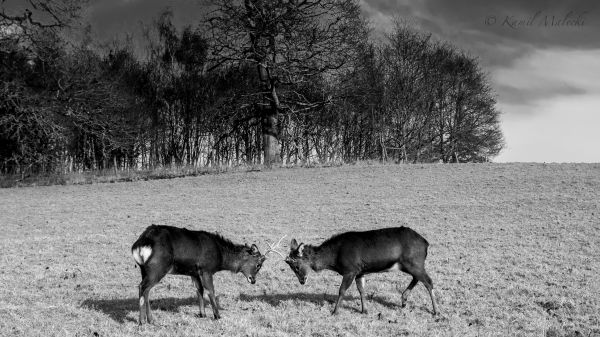 jeleń, Zwierząt, las, biały, czarny, monochromia