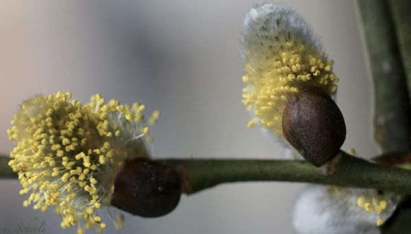 Knospe, knospen, växt, weide, weidek tzchen, pasturekitten