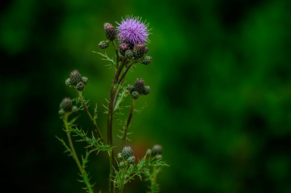 Bokeh, Bokehtest, Ackerkratzdistel, Ackerdistel, Autorevuenon28135mm, Bokehextreme