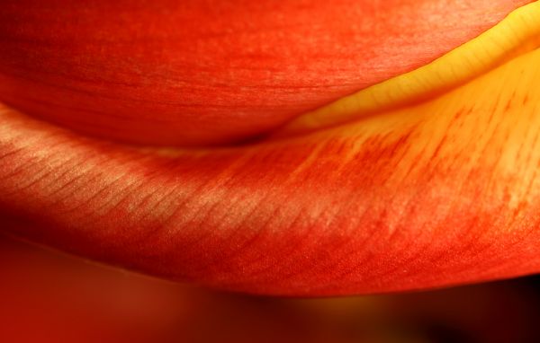 rød,blomster,abstrakt,planter,fotografering,makro