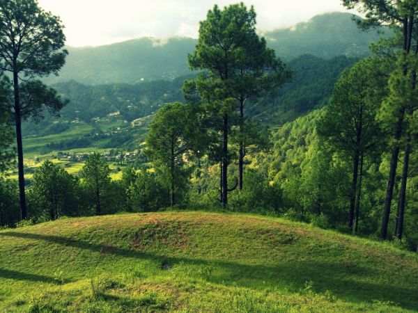 paesaggio, collina, luce del sole, foresta, natura, verde