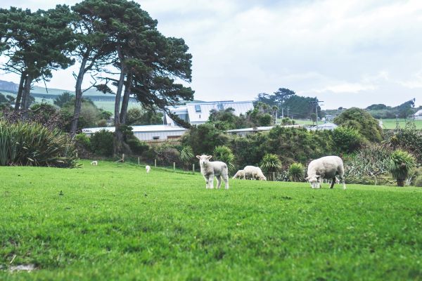 Animal de ferme,mouton,la nature,paysage,Nouvelle-Zélande,des arbres