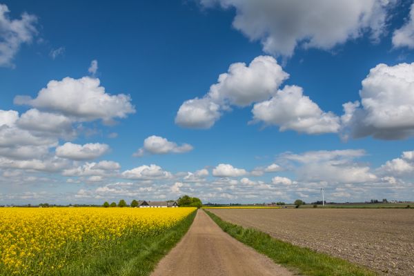 風景,草,空,フィールド,フード,地平線