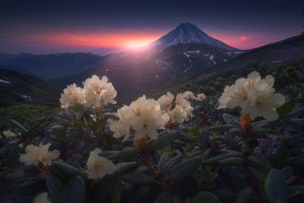 Горы,цветы,закат солнца,Снежная вершина