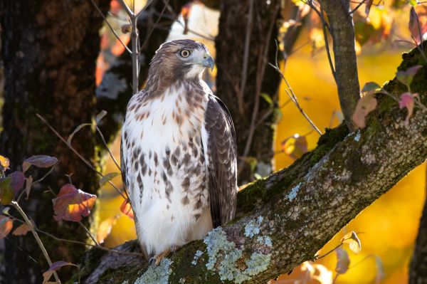 Buzzard Animal,djur,fåglar