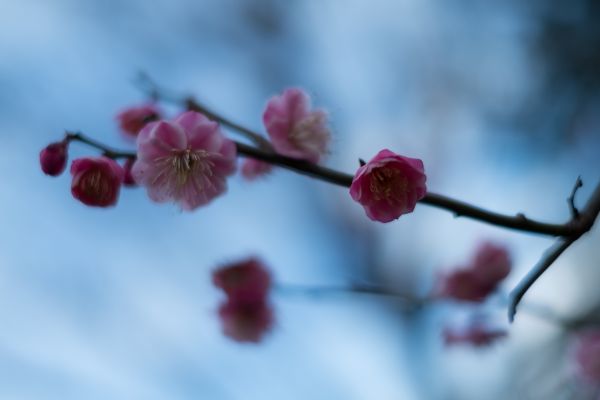 Japon,aliments,branche,fruit,fleur de cerisier,rouge