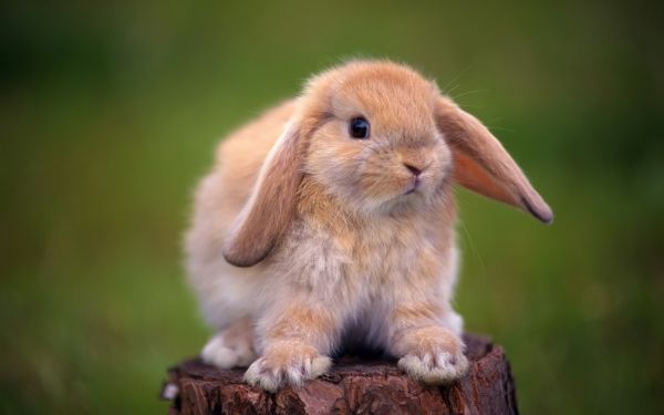 tree stump,rabbit,ears,beautiful