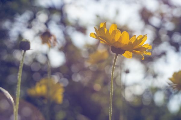 Passiebloem,hemel,natuur,groen,scherptediepte