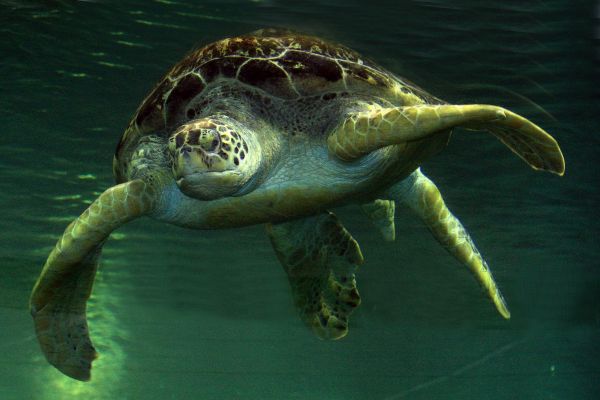 tartaruga, réptil, fauna, tartaruga marinha, Cabeçuda, Tartaruga comum estalando