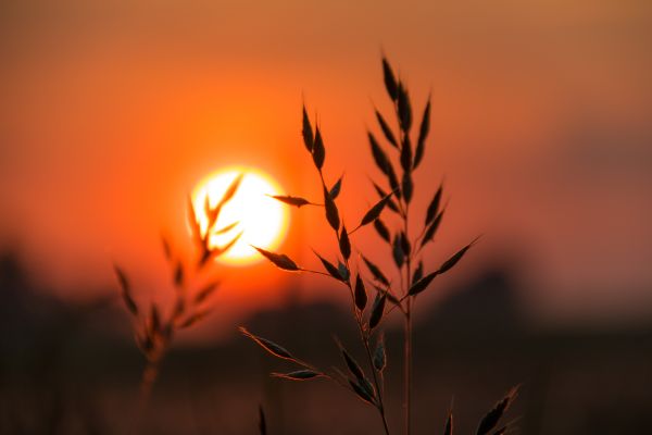 日光, 日没, 自然, 反射, 草, 空