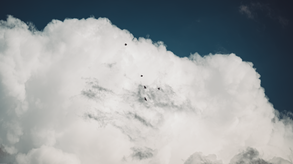 fotografía,naturaleza,Nubes,aves,al aire libre,cielo