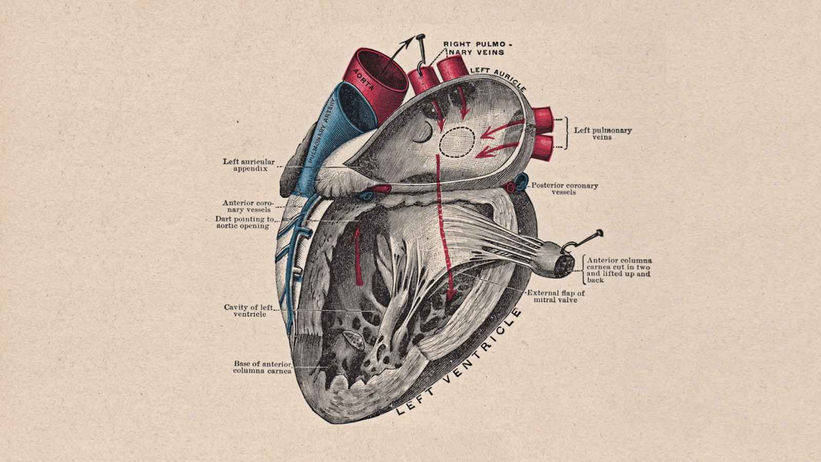 Giày, cơ thể con người, Hàm, kêu la, NGHỆ THUẬT, phông chữ, bức vẽ, mực, Human anatomy, Bản vẽ, hình minh họa, thoa son, Phụ kiện thời trang, mẫu, creative arts, visual arts, giấy, paper product, Nghệ thuật đường, Giày thể thao, thiết kế đồ họa, Phác hoạ, In ảnh, Đồ họa