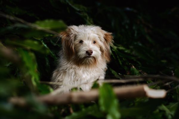 anjing,berbulu,binatang menyusui,bertulang belakang,blur,anak anjing