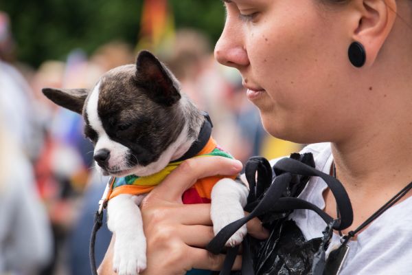 farverig,mennesker,elsker,hund,Sverige,lykkelig