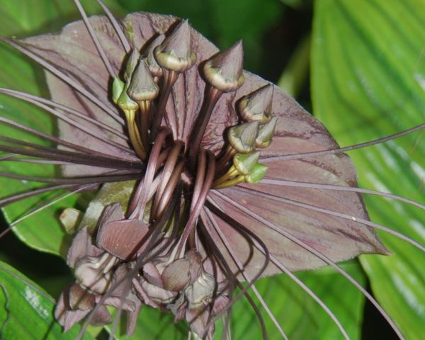 bloem,fabriek,tuin-,bloesems,Nikon,M