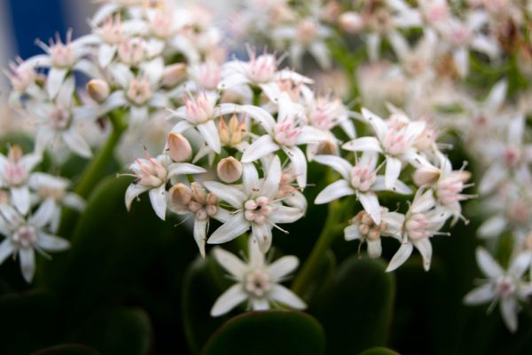 Flower Vocaloid,macro