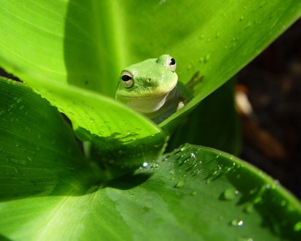 Blätter,Frosch,Amphibie,Tierwelt,Blatt,Tropfen