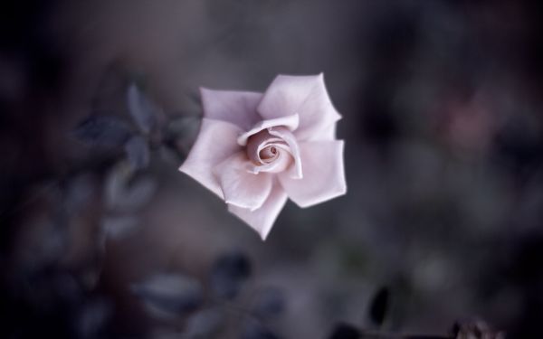 le foglie, profondità di campo, natura, piante, fotografia, fiori