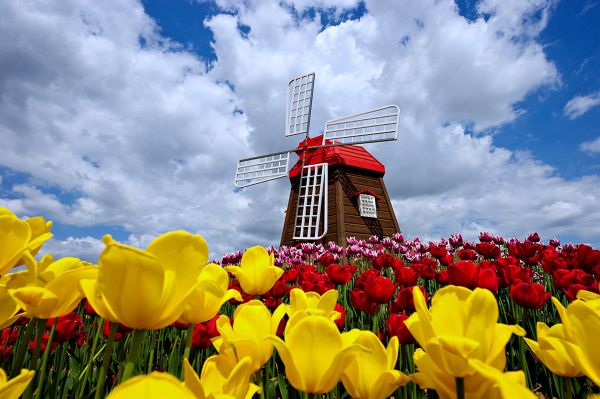 skönhet,blommor,natur,3840x2556 px,moln,Landscaps