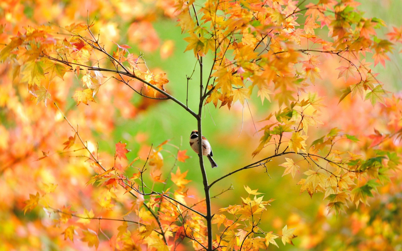 1680x1050 px, des oiseaux, branches