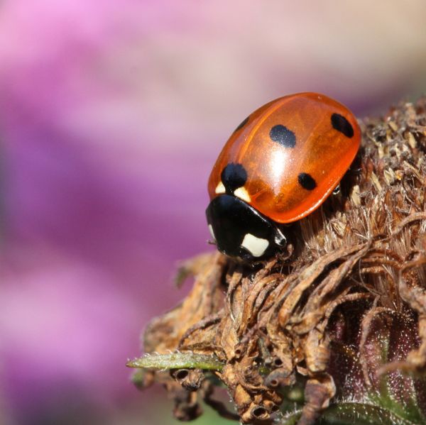 dieren,natuur,fotografie,macro,insect,Canon