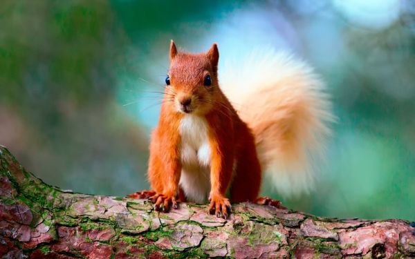 cambang,Eurasian Red Squirrel,daun,kayu,hewan pengerat,tupai