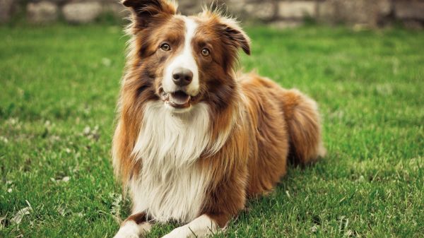 eläimet,Bordercollie,koira,ruoho,1920x1080 px