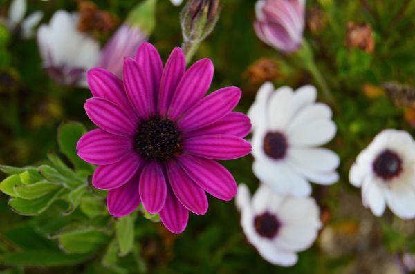 fiori,petali,gemme,sfocatura