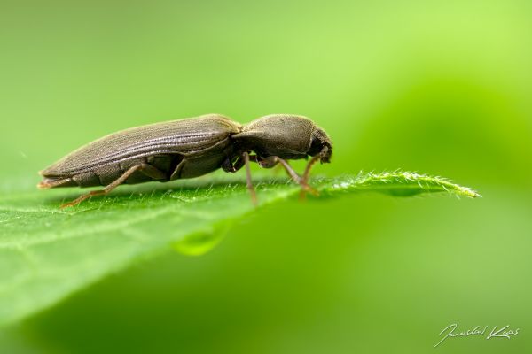 Animales,Canon,Insectos,marrón,hoja,Escarabajos