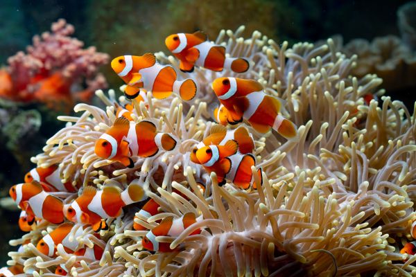 pesce,anemoni di mare,corallo,pesce pagliaccio,colorato,arancia