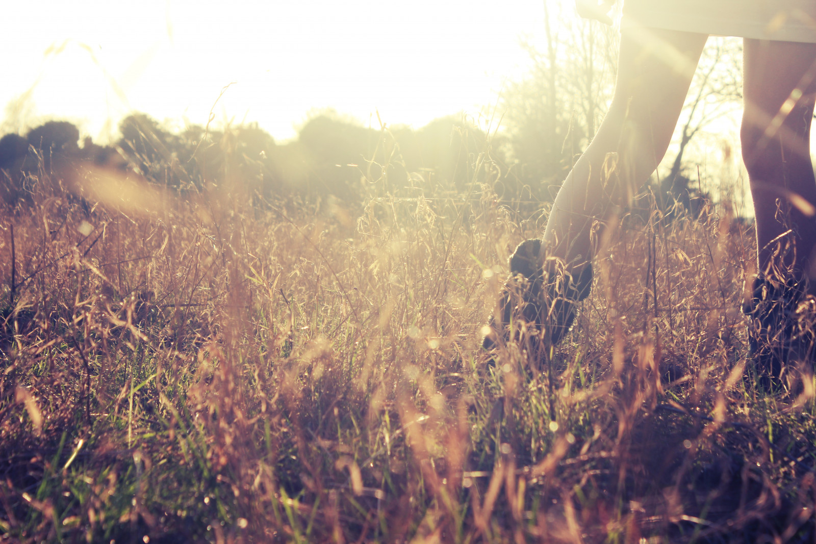 lumière du soleil, des arbres, forêt, noir, le coucher du soleil, la nature, rouge, herbe, ciel, jambes, champ, la photographie, vert, jaune, bleu, Angleterre, soir, Matin, marron, Soleil, Canon, cru, Bokeh, bottes, or, blé, Royaume-Uni, blé, champ de blé, Concentrer, lumière, arbre, d'or, l'automne, feuille, fleur, joli, plante, fille, saison, photo, femme, Dof, agriculture, Grande-Bretagne, zone rurale, habitat, Phénomène atmosphérique, Plante boisée, Famille d'herbe, Lightleak