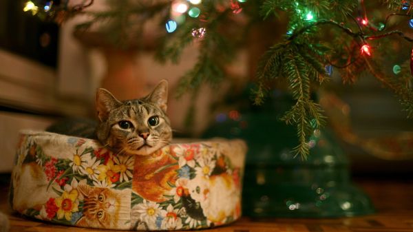 gato,esperando,árvore,presente,festão