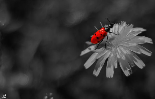 blanc,noir,Monochrome,fleurs,la nature,rouge