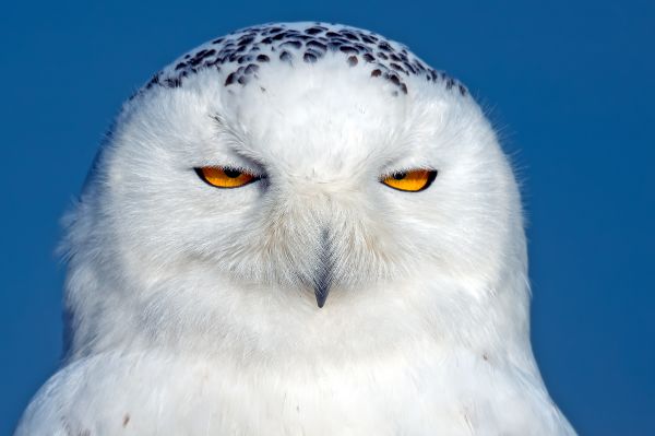 les yeux,oiseau de proie,hibou,le bec,oiseau,Harfang des neiges