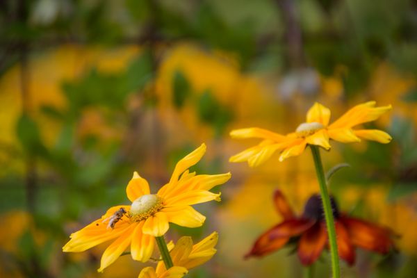 lumière du soleil, la nature, jaune, fleur, l'automne, feuille