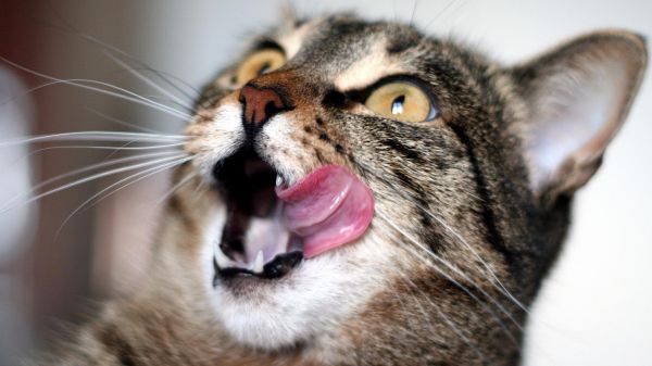 cat,face,striped,waiting,lick oneself