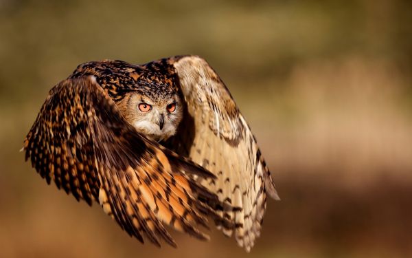 uccelli, natura, uccello rapace, gufo, becco, Falco