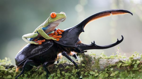 hewan,katak,amfibi,alam,serangga,margasatwa