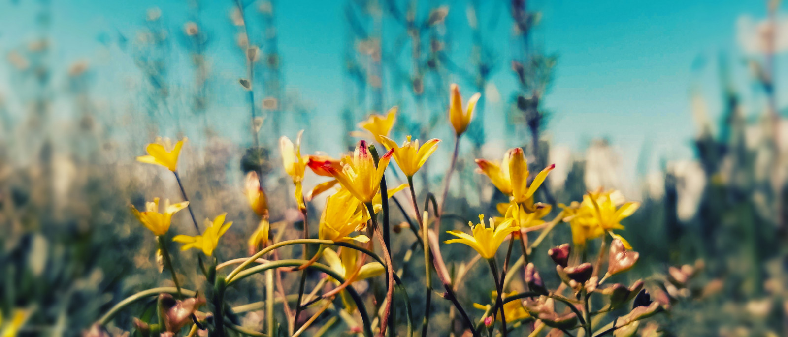 floare, plantă, cer, petală, Natural landscape, terrestrial plant, iarbă, plantă erbacee, lemn, plante cu flori, peisaj, luncă, People in nature, crenguţă, Pedicel, pășune, a închide, macro fotografie, prerie, animale sălbatice, camp, orizont, flori sălbatice, copac, tulpina plantei, toamnă, sol, familia crin, Coquelicot, Lily order, mugur, seară, şofran, cu frunze căzătoare