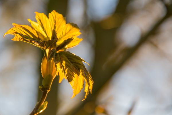 sollys,natur,fotografering,gren,soloppgang,grønn