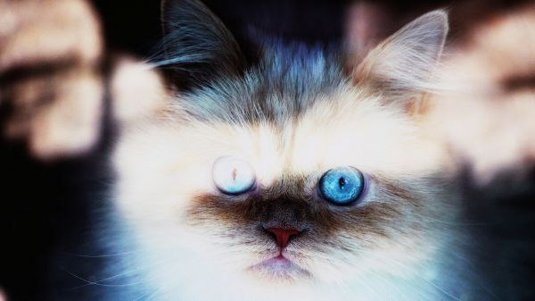 gatto, animali, blu, naso, barba, pelle